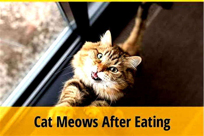 Why is my cat sick after eating Meow Mix