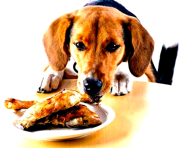 Why will my dog eat chicken but not dog food?