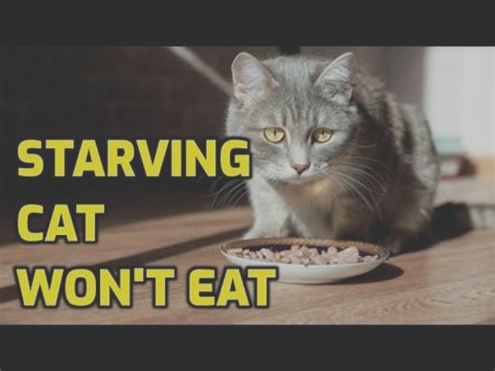 Will a cat starve itself rather than eat food it doesn t like